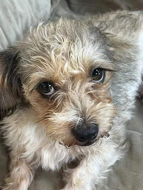 Tilly
