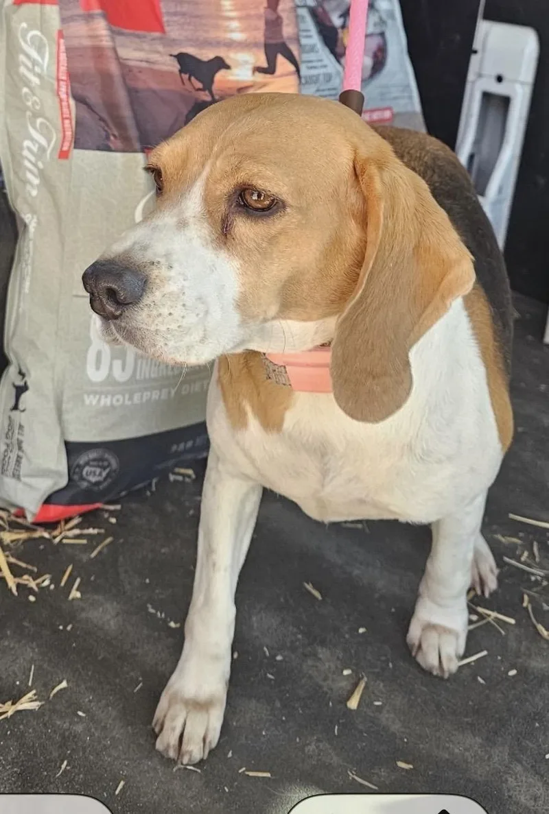 A young small-sized female Tricolor (Brown, Black, & White) Beagle dog named Betty for adoption in Muskogee, OK