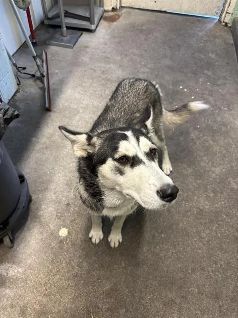 A young medium-sized female Siberian Husky dog named Foxy for adoption in Sacramento, CA