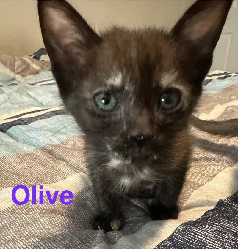 A baby small-sized female Domestic Short Hair cat named Olive for adoption in Spring, TX