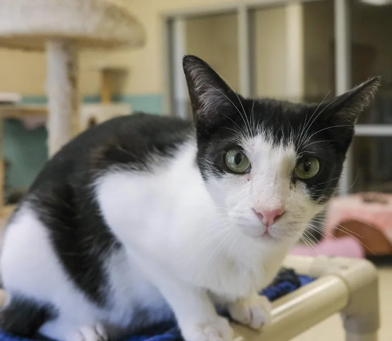 An adult medium-sized male American Shorthair cat named Buzbee for adoption in Harvey , LA