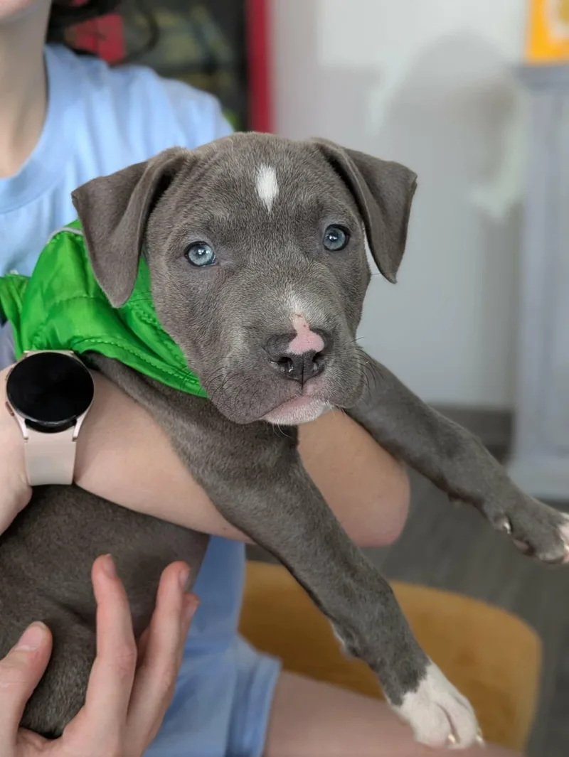 A baby medium-sized male Gray / Blue / Silver Pit Bull Terrier dog named Malcolm for adoption in Clay, NY