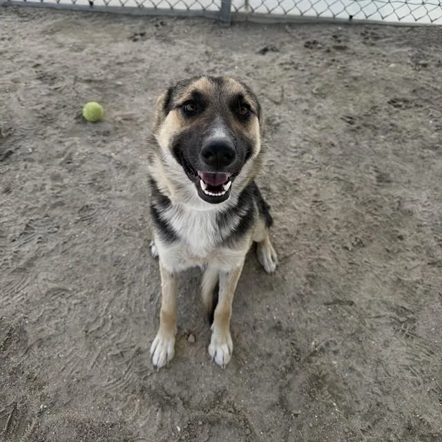 A young medium-sized female German Shepherd Dog dog named Sweetheart for adoption in Thousand Palms, CA