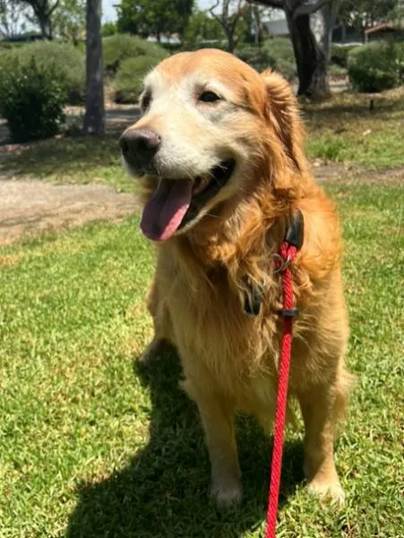An adult large-sized male Golden Retriever dog named Darrin for adoption in Los Angeles, CA