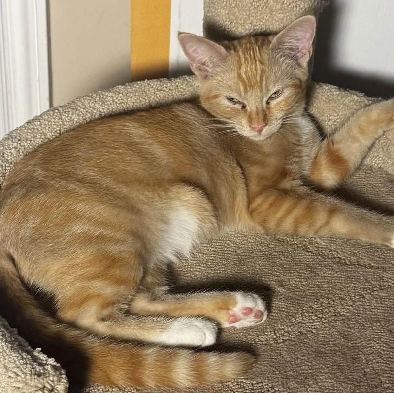 A young medium-sized male Orange / Red Domestic Short Hair cat named Willie for adoption in Seal Beach, CA