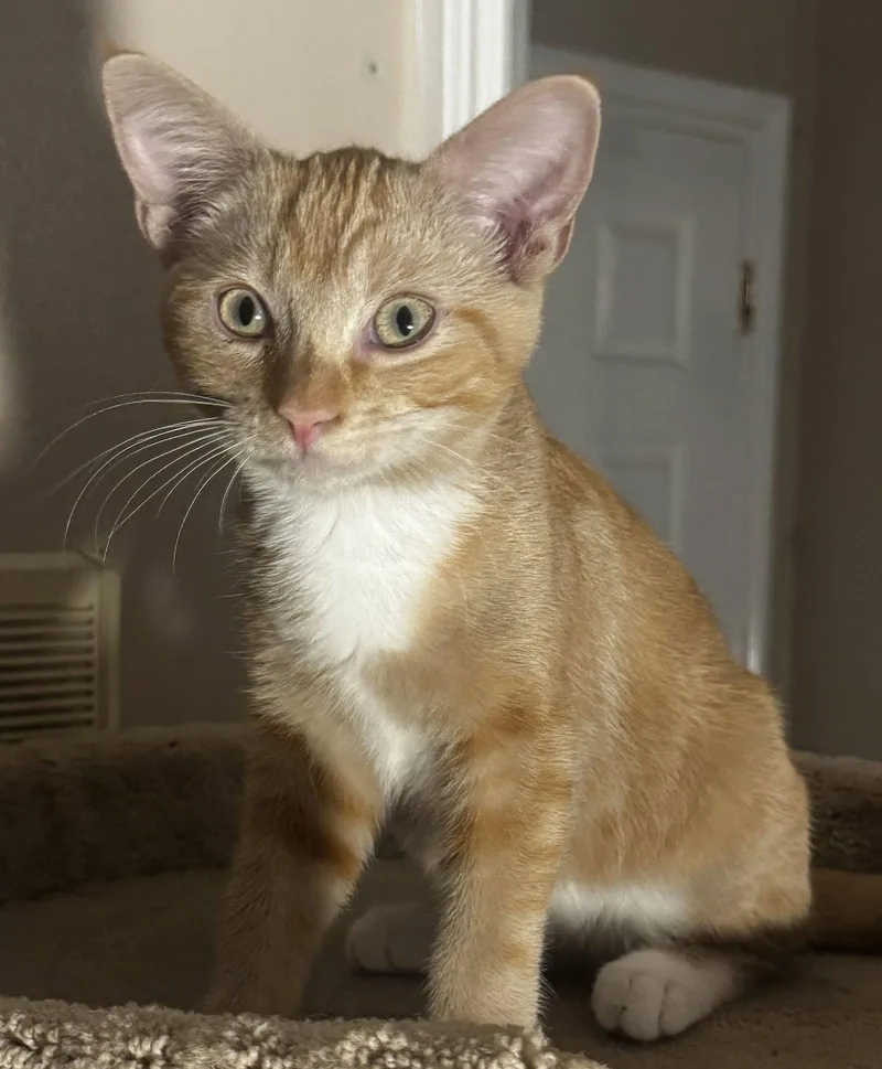 Willie thumbnail 2