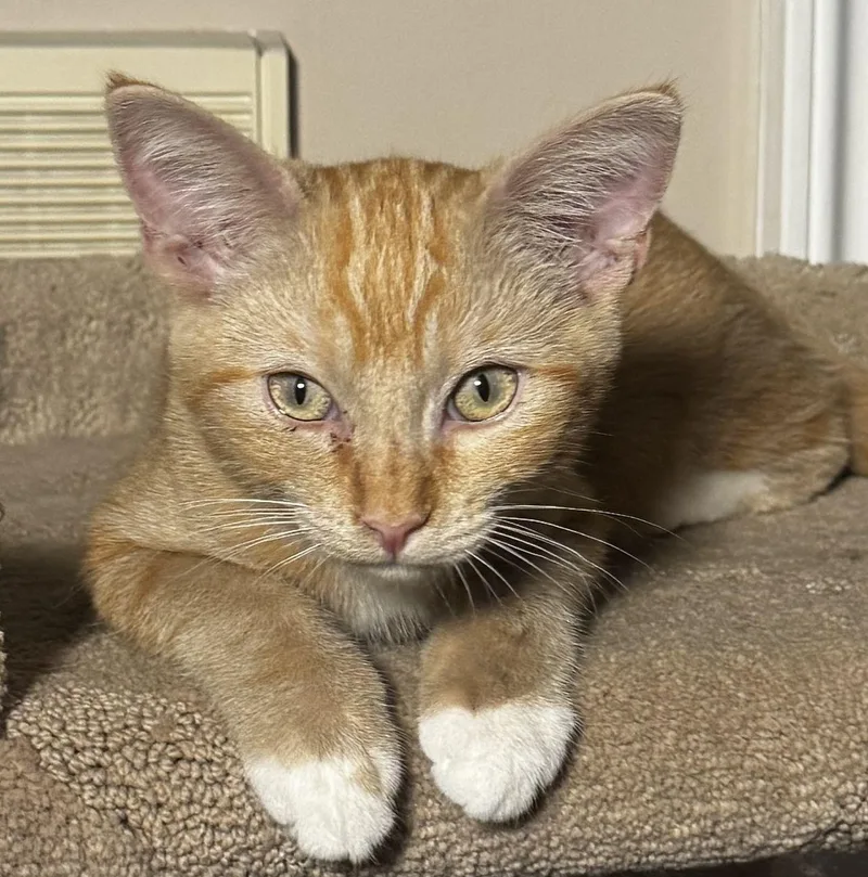 Willie thumbnail 3