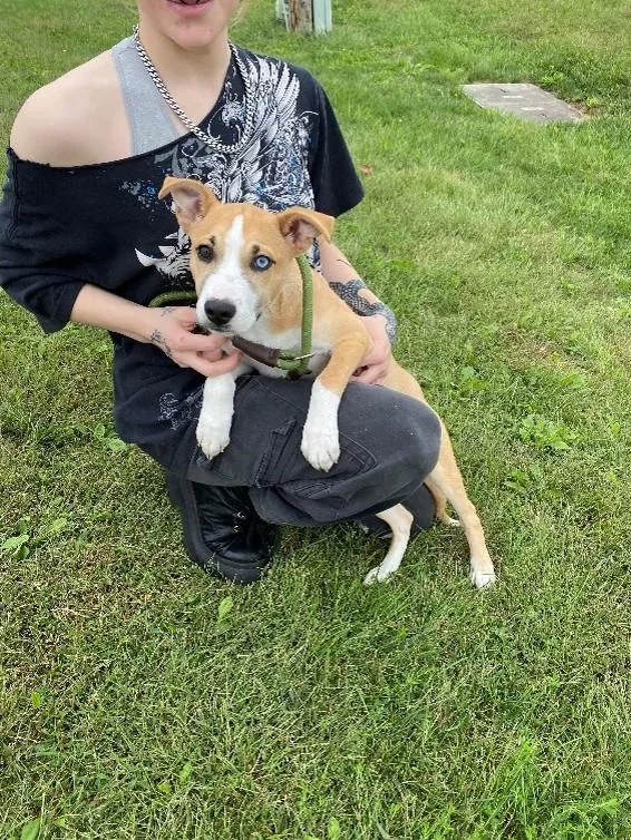 A young medium-sized male Pit Bull Terrier dog named Clark for adoption in Urbana, IL