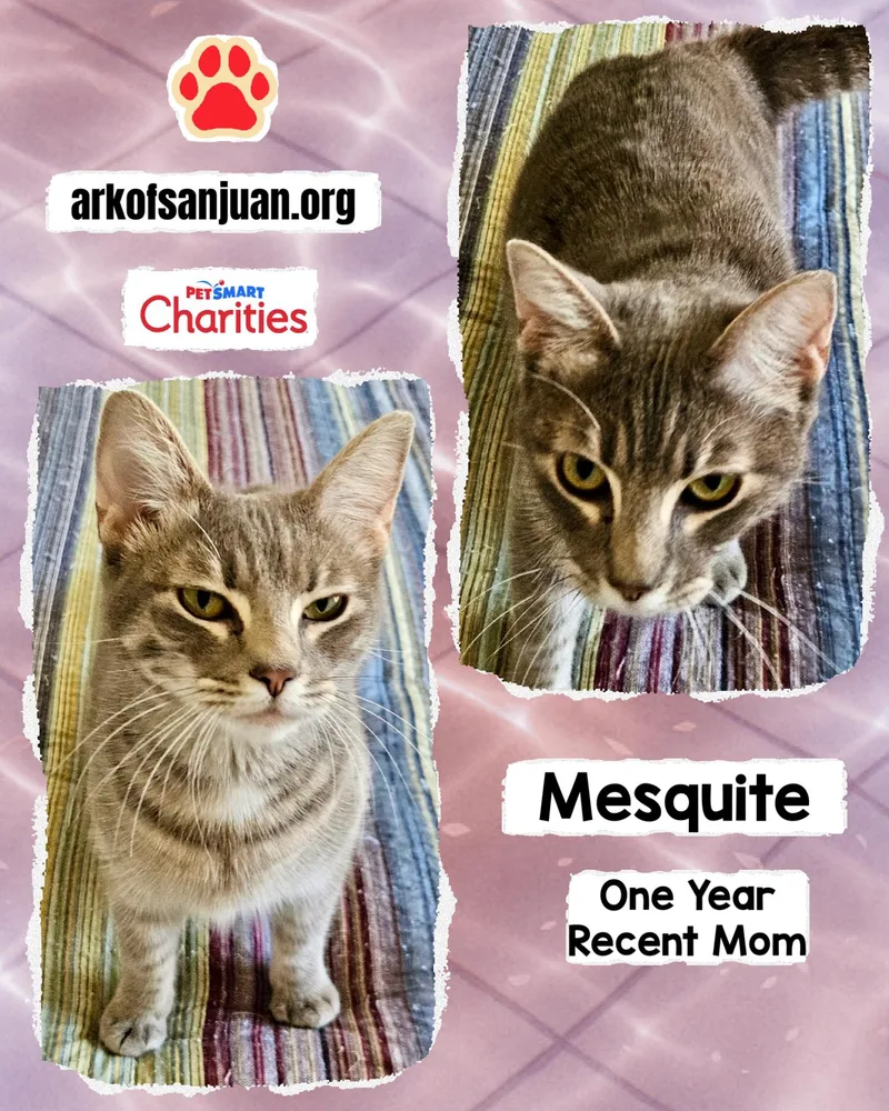 An adult medium-sized female Tabby (Brown / Chocolate) Tabby cat named Mesquite for adoption in San Juan Capistrano, CA