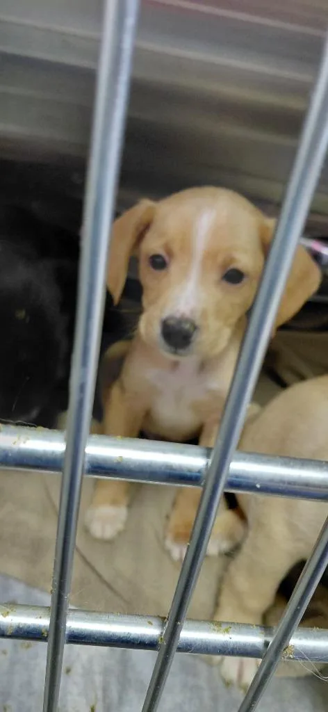 A baby small-sized male Mixed Breed dog named Charleston for adoption in Henderson, NC