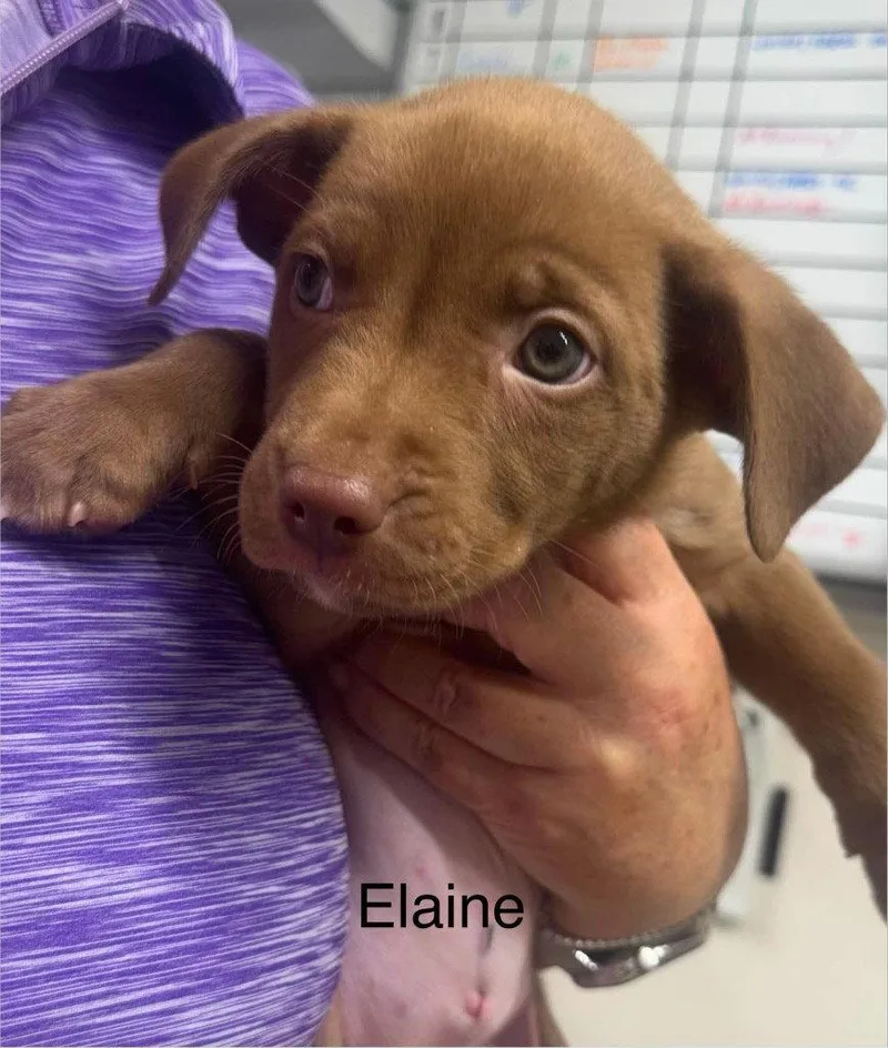 Elaine