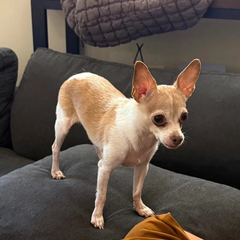 An adult small-sized male Yellow / Tan / Blond / Fawn Chihuahua dog named Churro for adoption in Graham, WA