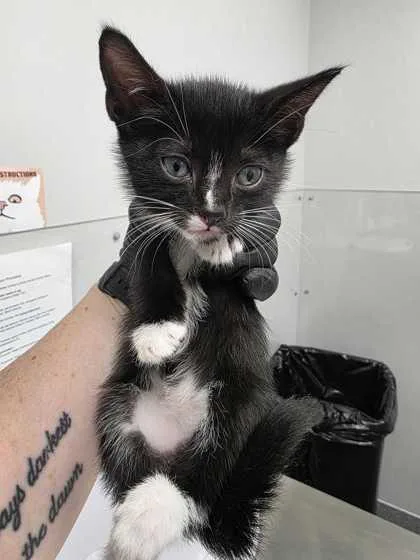 A baby small-sized male Domestic Short Hair cat named Brosky for adoption in Sevierville, TN