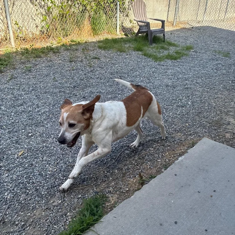 An adult medium-sized female Yellow / Tan / Blond / Fawn Mixed Breed dog named Arugula for adoption in Fredericksburg, VA