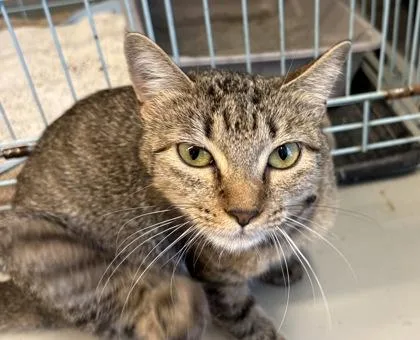 A young medium-sized female Tabby (Brown / Chocolate) Domestic Short Hair cat named Parsley for adoption in Plano, TX