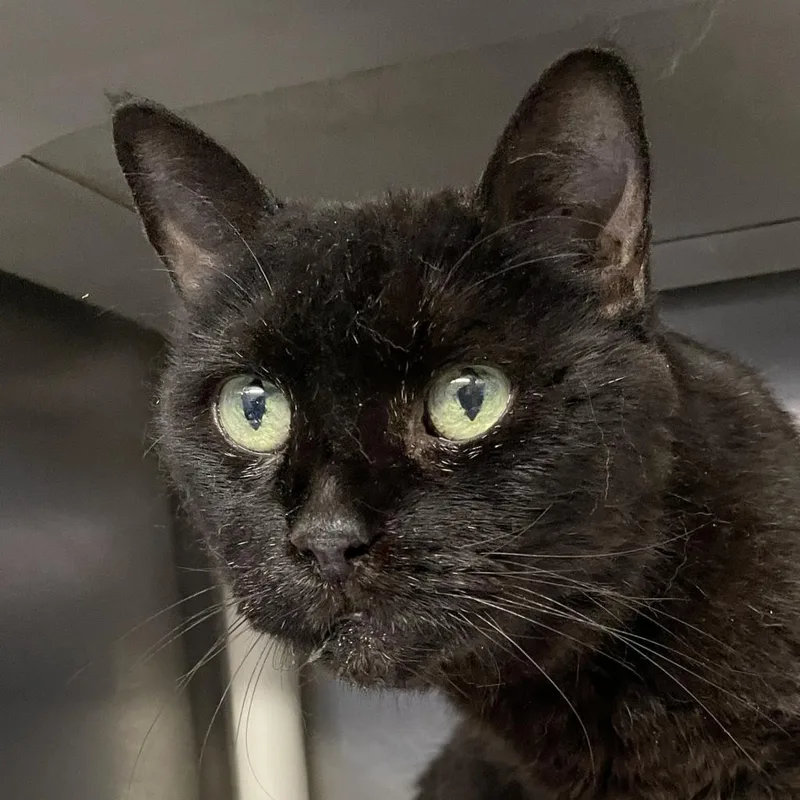 Tonka Bean thumbnail 2