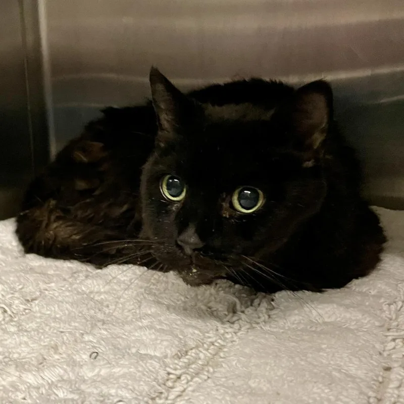 Tonka Bean thumbnail 3