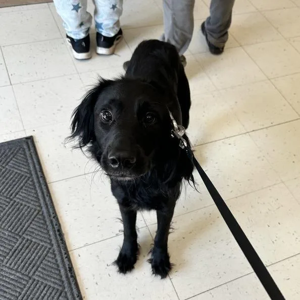 A young medium-sized male Black Mixed Breed dog named Jabrani for adoption in Davenport, IA