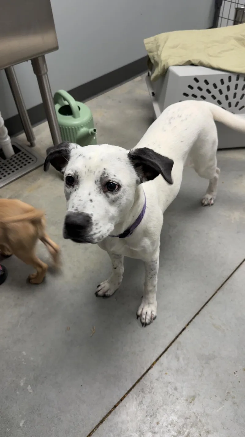 Serenity thumbnail 4