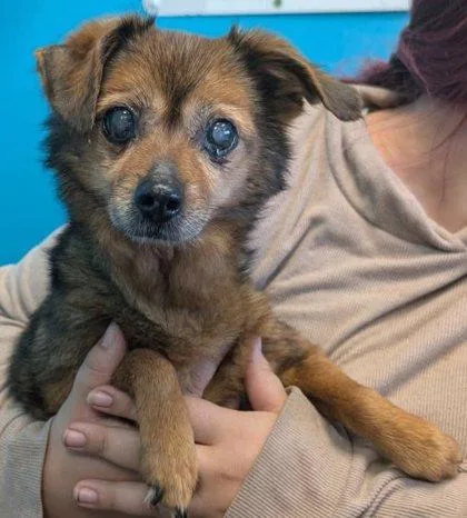 A senior small-sized female Chihuahua dog named Blossom for adoption in La Harpe, KS