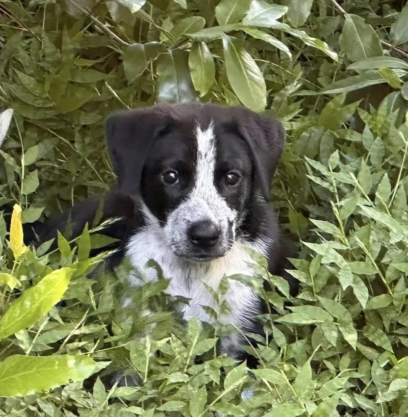 A baby medium-sized female Labrador Retriever dog named Milly for adoption in Saint Petersburg, FL