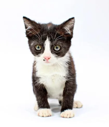 A baby small-sized male Domestic Short Hair cat named Reggie for adoption in Morton Grove, IL