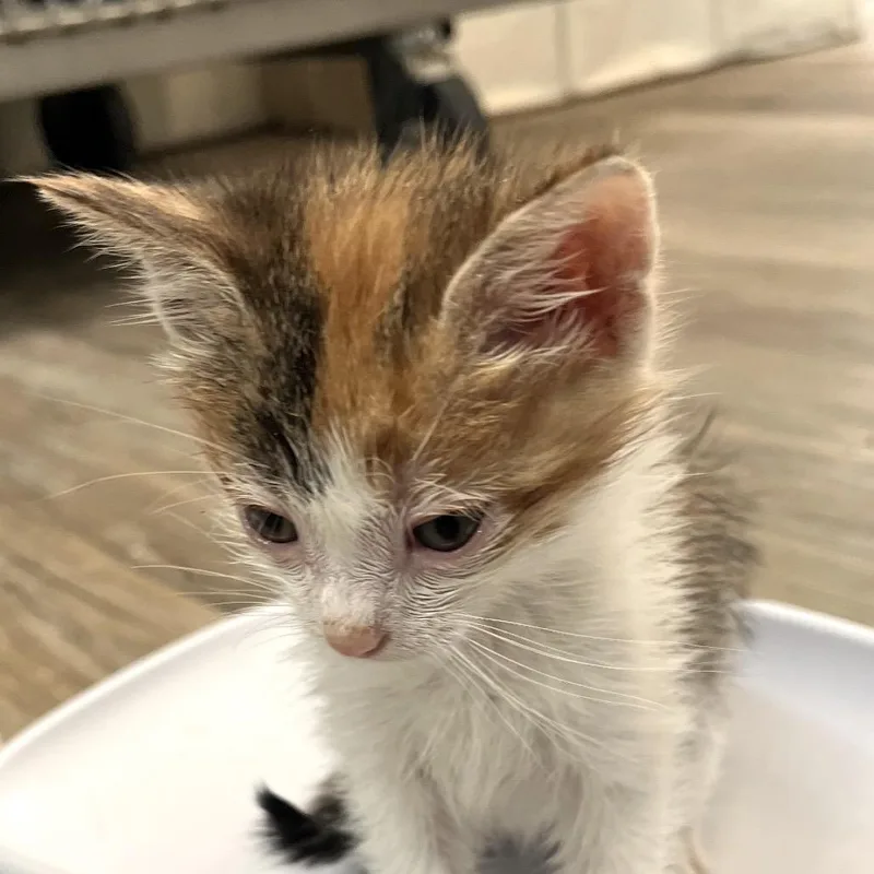 A baby small-sized female White Domestic Short Hair cat named Fox for adoption in Chapel Hill, NC