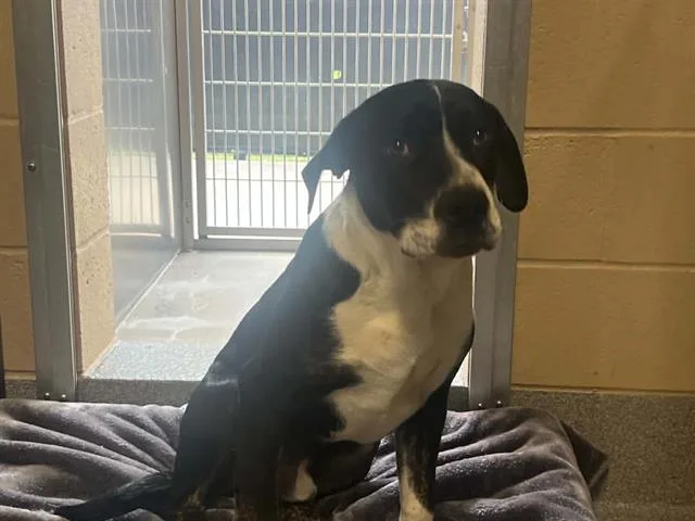 A young large-sized male Pit Bull Terrier dog named Gengar for adoption in Tustin, CA