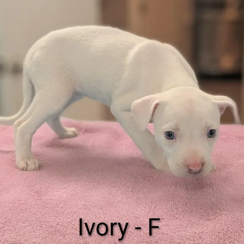 A baby medium-sized female White / Cream Pit Bull Terrier dog named Ivory for adoption in Griswold, CT