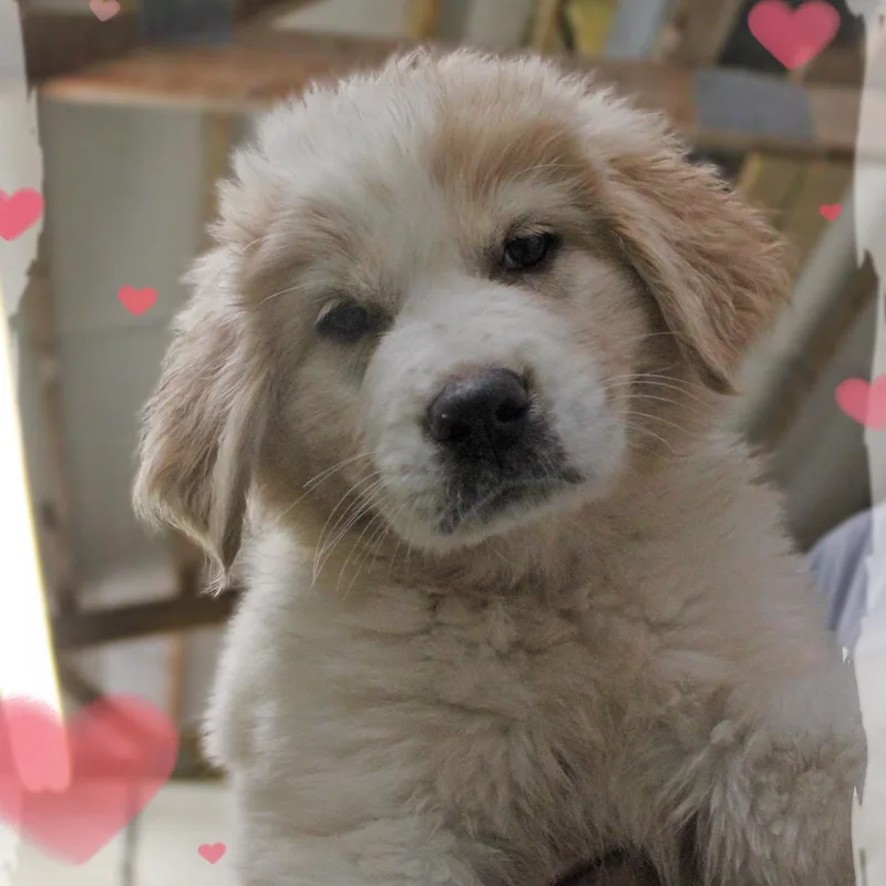 A baby large-sized female White / Cream Great Pyrenees dog named Judy for adoption in Amelia, OH