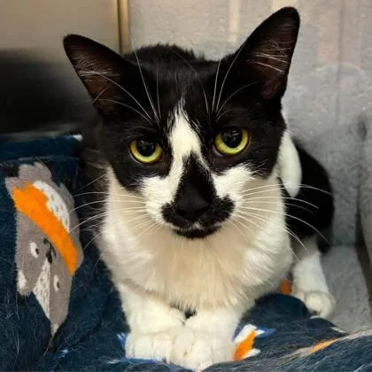 An adult medium-sized female Domestic Short Hair cat named Bug a boo for adoption in Gastonia, NC