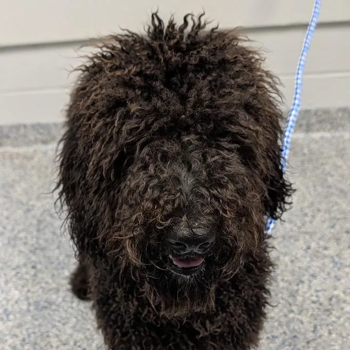 An adult medium-sized female Brown / Chocolate Mixed Breed dog named Caboodle for adoption in Greenville, SC