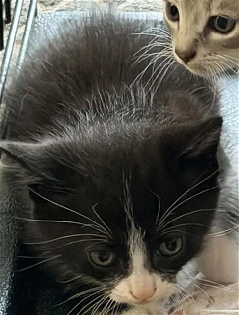 A baby small-sized male Domestic Short Hair cat named Beefaroni for adoption in Fort Walton Beach, FL
