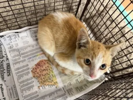 A baby small-sized male Domestic Short Hair cat named Cheddar for adoption in San Pedro, CA