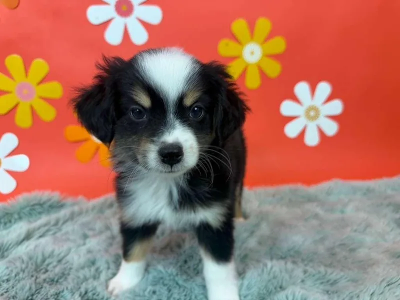 A baby small-sized male Chihuahua dog named Epic for adoption in Phoenix, AZ