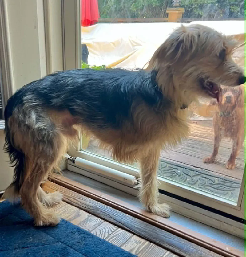 An adult medium-sized male Airedale Terrier dog named Stefan for adoption in Holly Springs, NC