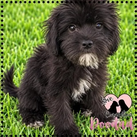 A baby small-sized female Havanese dog named Doodad for adoption in Gilbert, AZ