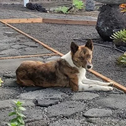 An adult medium-sized female Brindle Border Collie dog named Maile:  Airstray for adoption in Keaau, HI