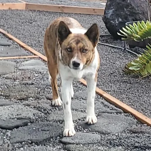 Maile:  Airstray thumbnail 2