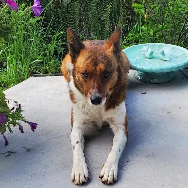 Maile:  Airstray thumbnail 3