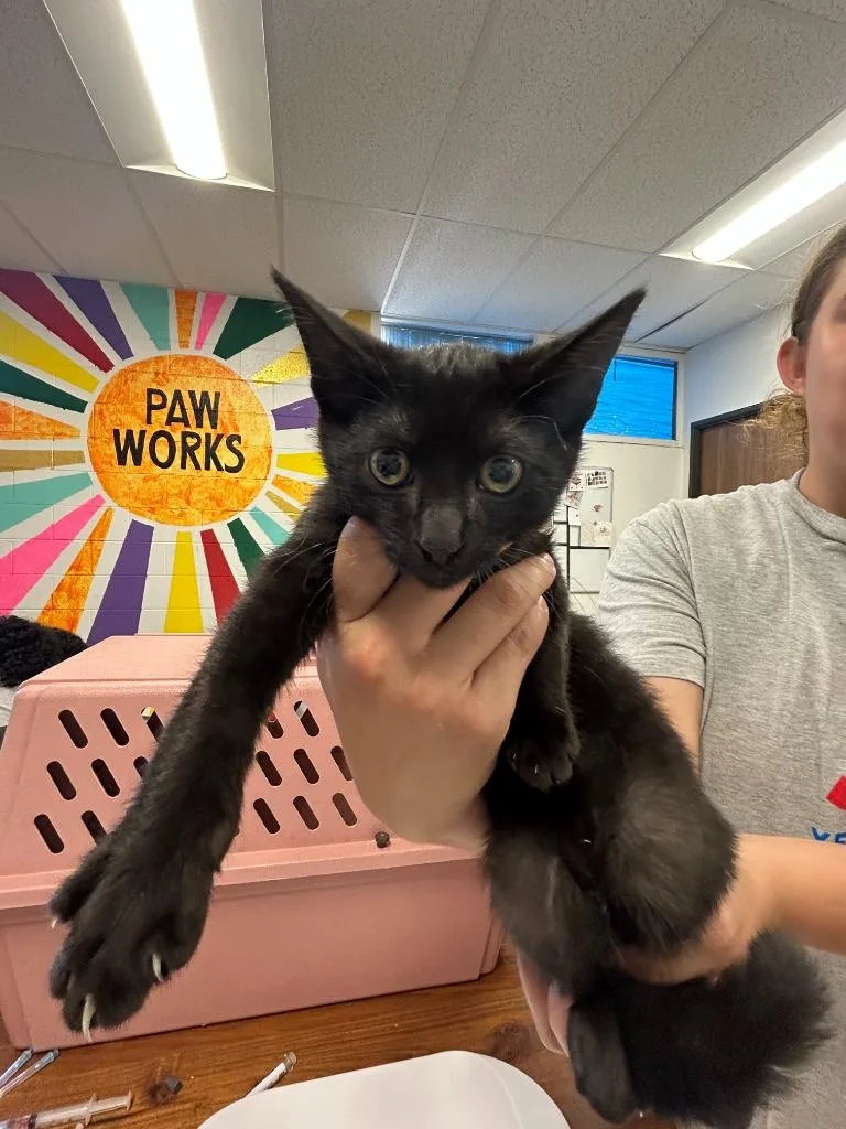 A baby small-sized male Domestic Short Hair cat named Onyx for adoption in Thousand Oaks, CA