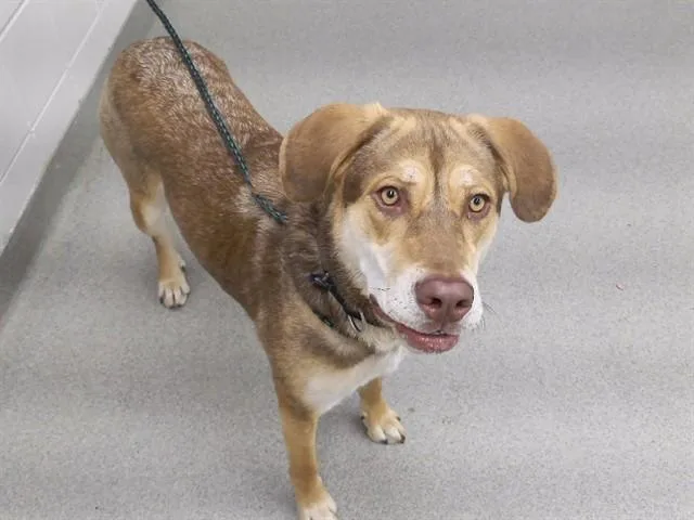 A young medium-sized female Siberian Husky dog named Jenna for adoption in Omaha, NE