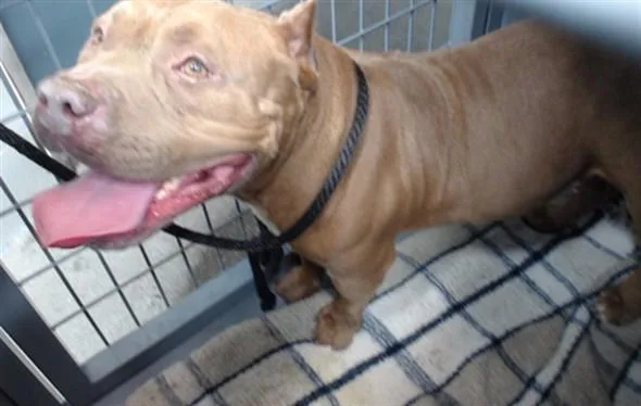 An adult medium-sized male Pit Bull Terrier dog named Canelo for adoption in Downey, CA
