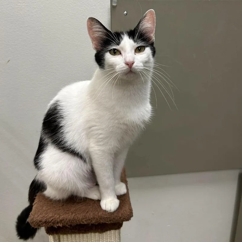 An adult medium-sized female White Domestic Short Hair cat named Emmarose for adoption in Williston, FL
