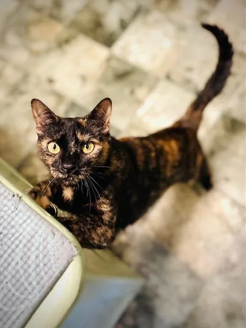 An adult medium-sized female Domestic Short Hair cat named Kiki for adoption in Duxbury, MA
