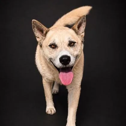 An adult medium-sized female Yellow / Tan / Blond / Fawn Shepherd dog named Candy for adoption in Fresno, CA