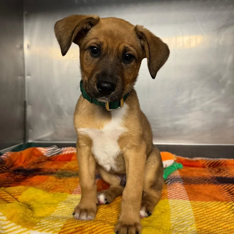 A baby medium-sized male Apricot / Beige Mixed Breed dog named Thurgood for adoption in Saint Charles, MO