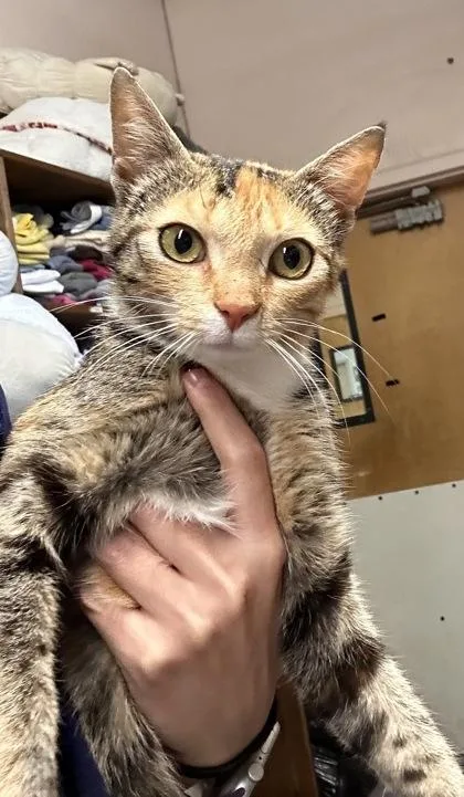 Miss Lulu