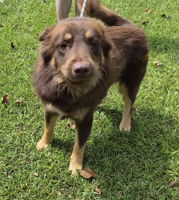 A young large-sized male Collie dog named Pen Ic for adoption in Lawrenceville, GA