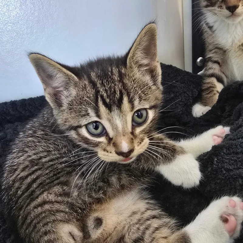 A baby small-sized male Brown / Chocolate Domestic Short Hair cat named Patrick for adoption in Naples, FL